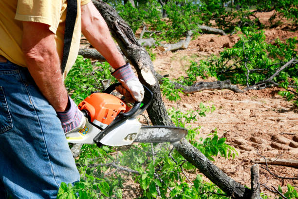 Best Stump Grinding and Removal  in Wake Village, TX